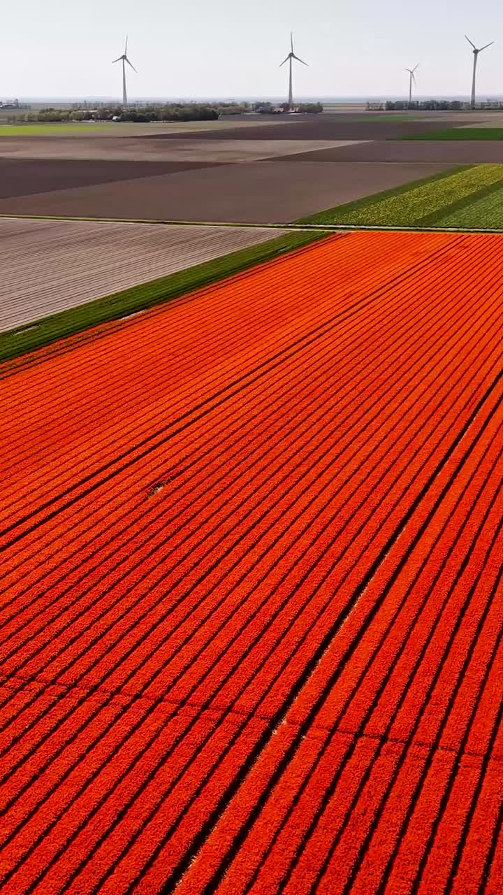 Aerial view of colorful tulip fields in the Netherlands