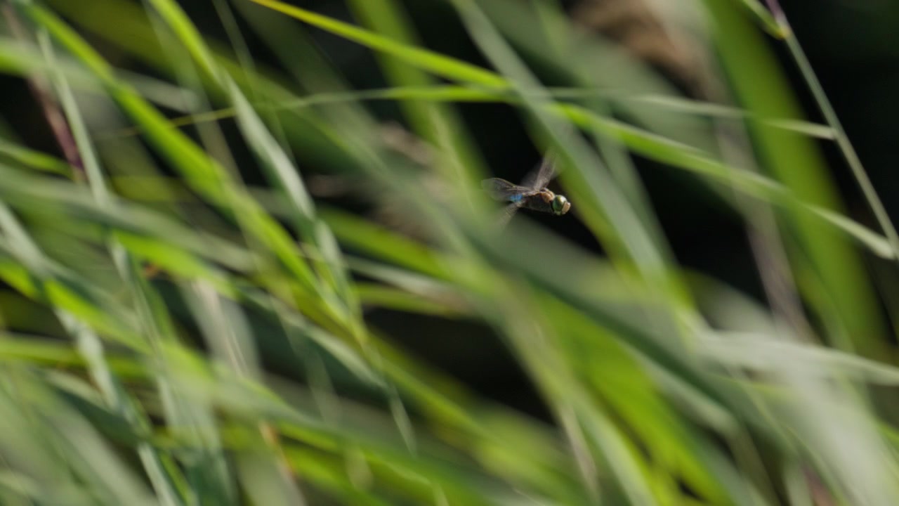 Libellula imperatore blu che plana vicino a erbe verdi alte di un prato olandese, al rallentatore