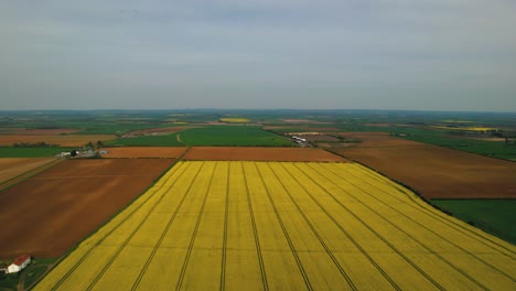 Campo-De-Colza-En-Yorkshire,-Reino-Unido