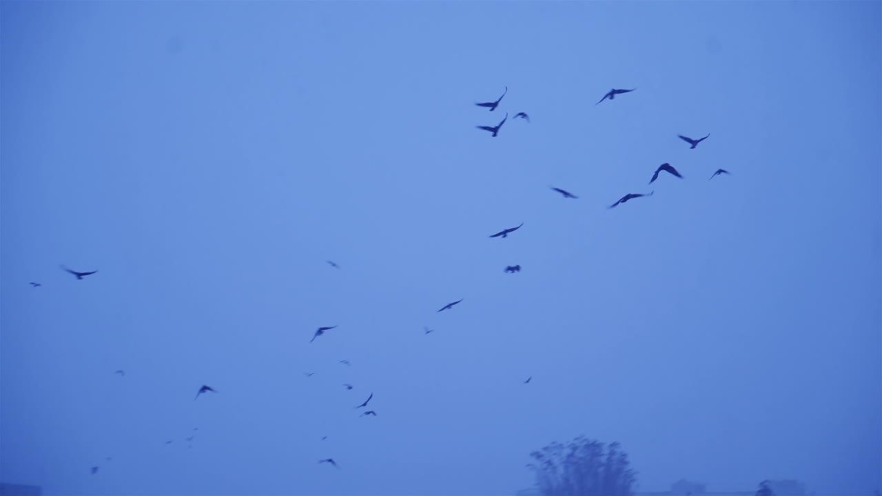 Flock of crows flying around a building. Birds fly in winter conditions
