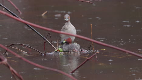 Little-Grebe-Mating-on-a-nesting-platform-looking-side-by-side-unique-behavior-as-rain-falls