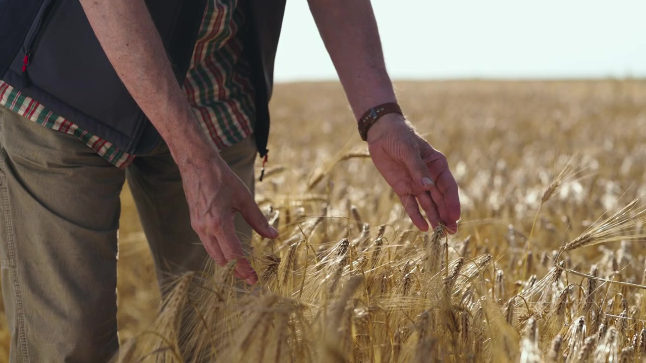 Agricoltore che ispeziona un campo di grano dorato