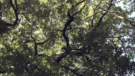 Tiro-Vertical-De-Drones-De-Las-Copas-De-Los-árboles-Del-Bosque-En-Un-Exuberante-Follaje-Verde