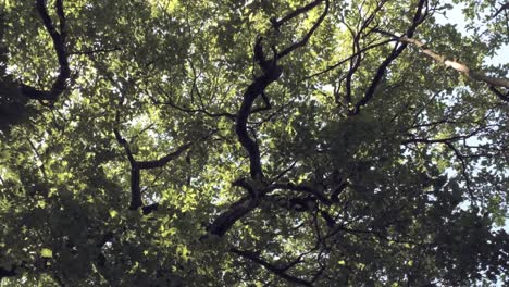 vertical drone shot of forest treetops in lush green foliage