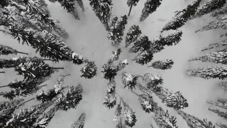 Bosque-Cubierto-De-Nieve,-Vista-Aérea-De-Arriba-Hacia-Abajo-4