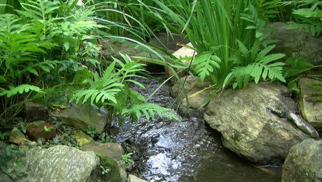 Small-stream-flows-between-rocks-and-ferns