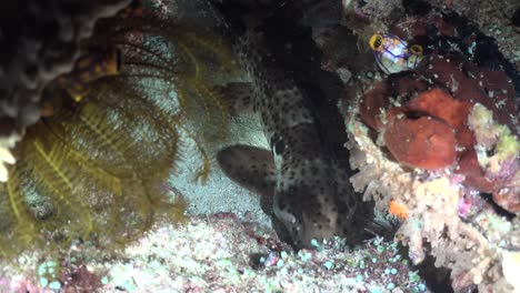 bamboo shark hiding between rocks during night in raja ampat