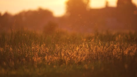 sunset over a field