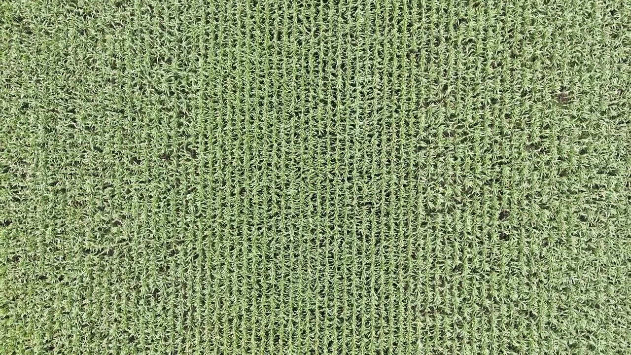 Ripresa aerea con drone dall'alto verso il basso in discesa su file di mais verde che ondeggiano al vento in un campo agricolo nel Manitoba, Canada, durante l'estate
