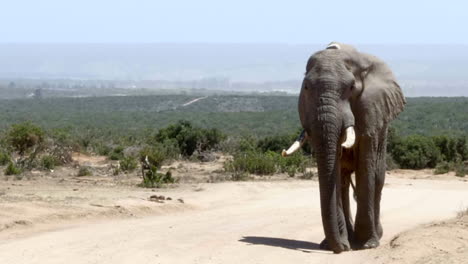 massive adult african elephant slowly walks towards camera on dusty dirt road