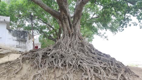 a magnificent banyan tree with deep roots and soil erosion in an eco-sensitive zone