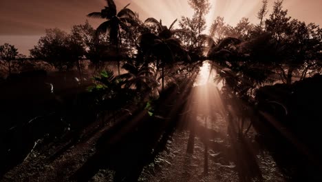 sunset beams through palm trees