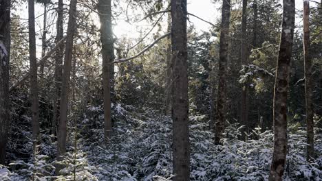 la luz del sol brilla y las partículas de nieve brillan flotando dando una sensación etérea en el bosque