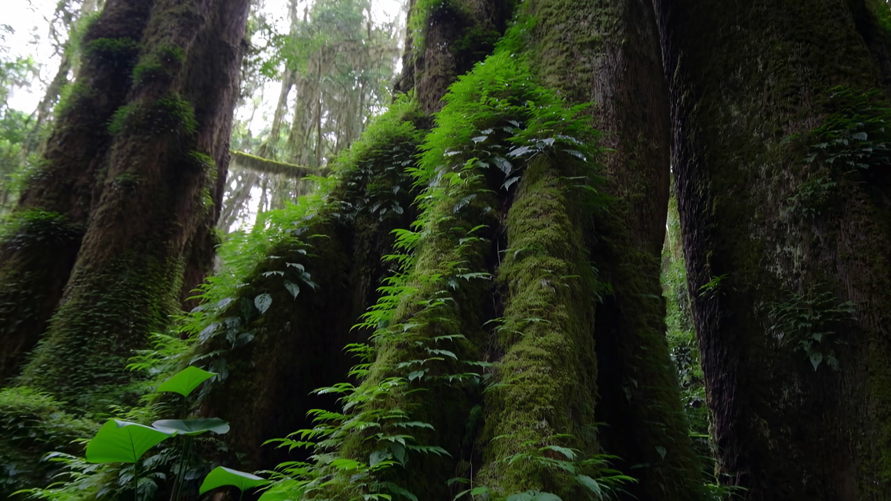 Moss Covered Trunks In Temperate Rainforest, Closeup Of Towering Ancient Trees Wrapped In Vibrant Green Moss