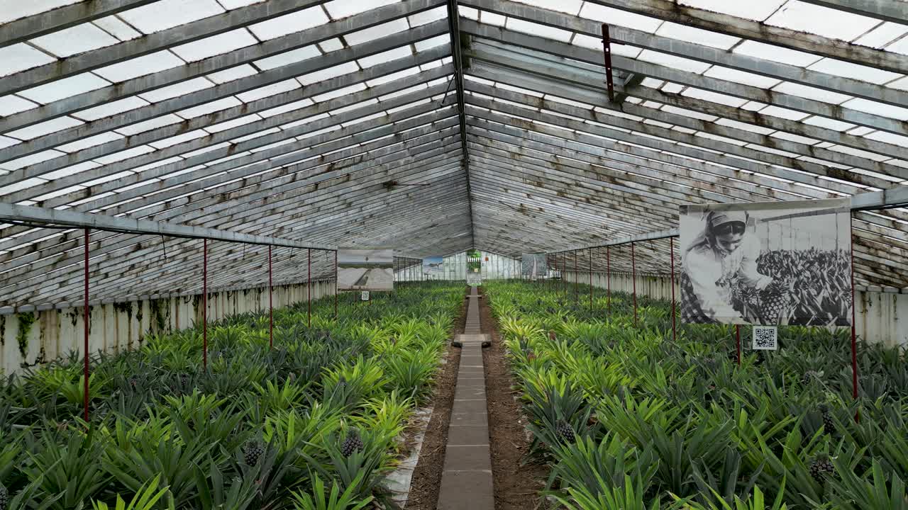 Static view of interior of a greenhouse with small palm trees. Daylight