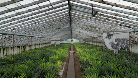 static view of interior of a greenhouse with small palm trees. daylight