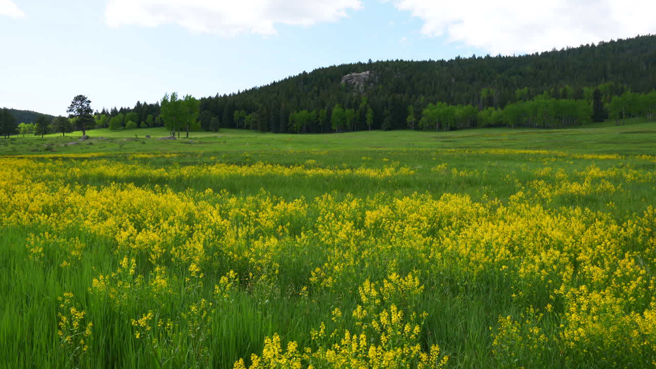 colorado cinematográfico naturaleza espacio abierto prado amarillo púrpura flores silvestres aspen árboles de coníferas siempre verdes roca denver primavera verano cielo azul nublado exuberante alta hierba verde deslizador a la izquierda movimiento lento