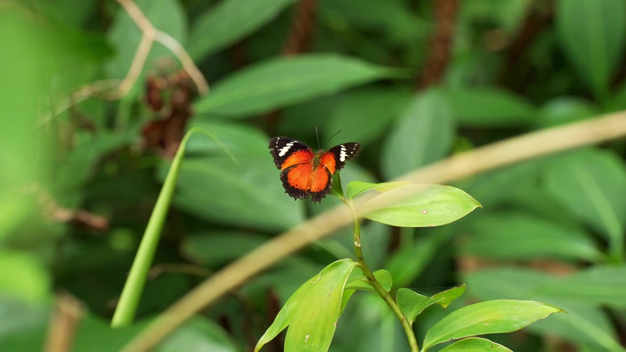 Scatto macro statico che mostra una farfalla maschio Leopard Lacewing posata sulla punta di una pianta verde, che apre e chiude lentamente le sue sorprendenti ali arancioni, nere e bianche con motivo a pizzo