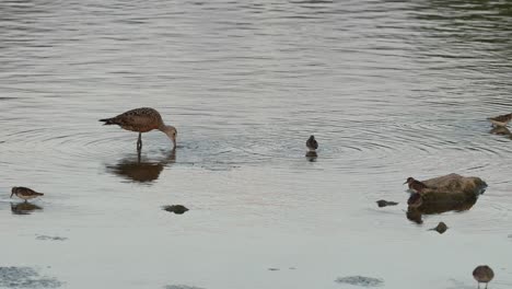 a hudsonian godwit feeding in the water of a lake in the early evening light with other shorebirds feeding nearby