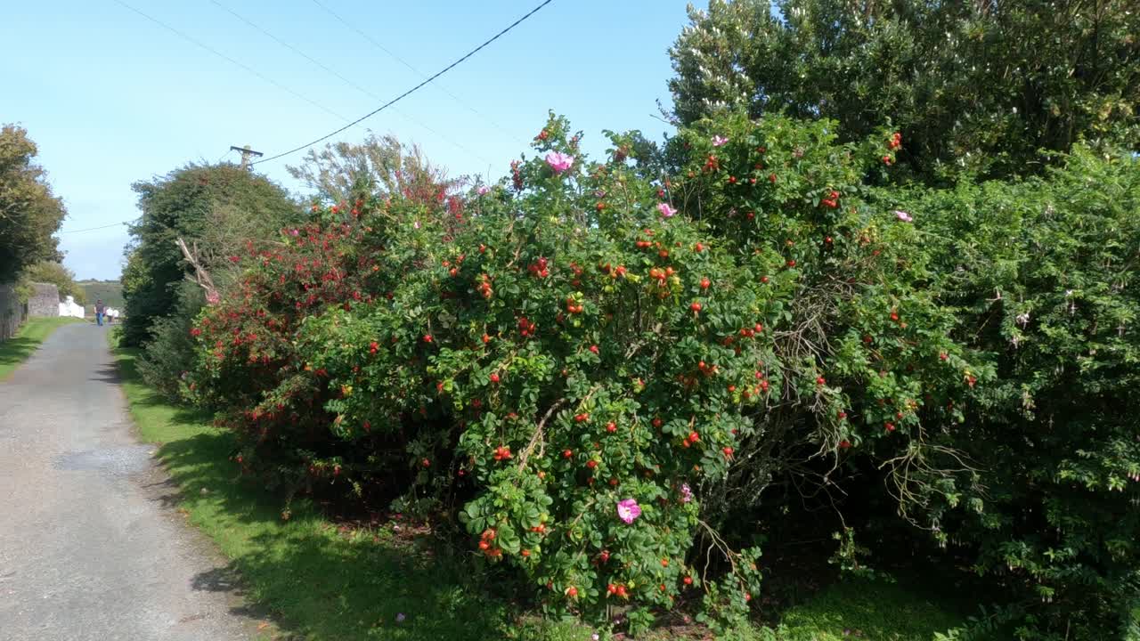 un seto lleno de frutas silvestres en un paseo por una carretera rural en irlanda a finales del verano