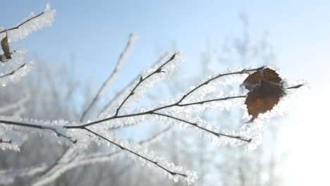 frosted branches and leaf