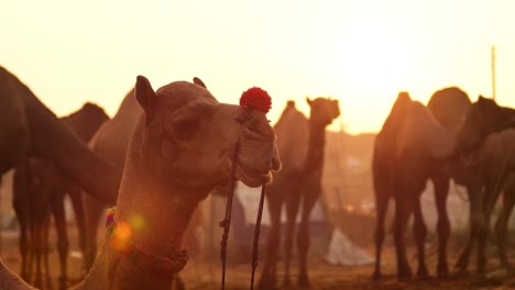 Camels-in-slow-motion-at-the-Pushkar-Fair,-also-called-the-Pushkar-Camel-Fair-or-locally-as-Kartik-Mela-is-an-annual-multi-day-livestock-fair-and-cultural-held-in-the-town-of-Pushkar-Rajasthan,-India.