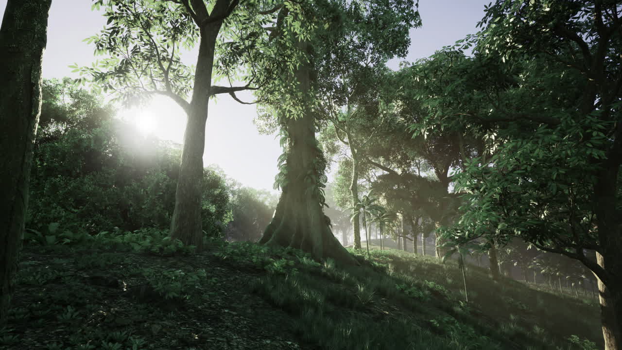 조용한 숲 속 의 울창 한 나무 들 을 통해 빛 이 필터링 된다