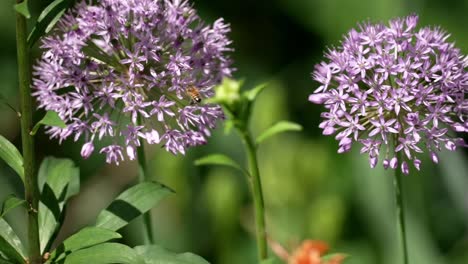 Bee-chases-after-flower-bunch-ball-sways-in-wind,-trying-to-balance-and-connect-with-difficulty