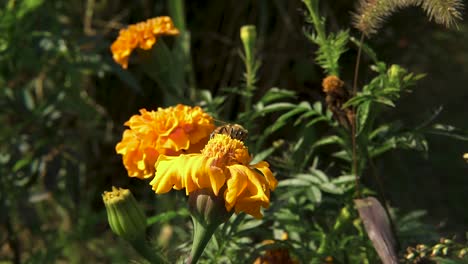 beautiful bee taking food from the yellow marigold flower