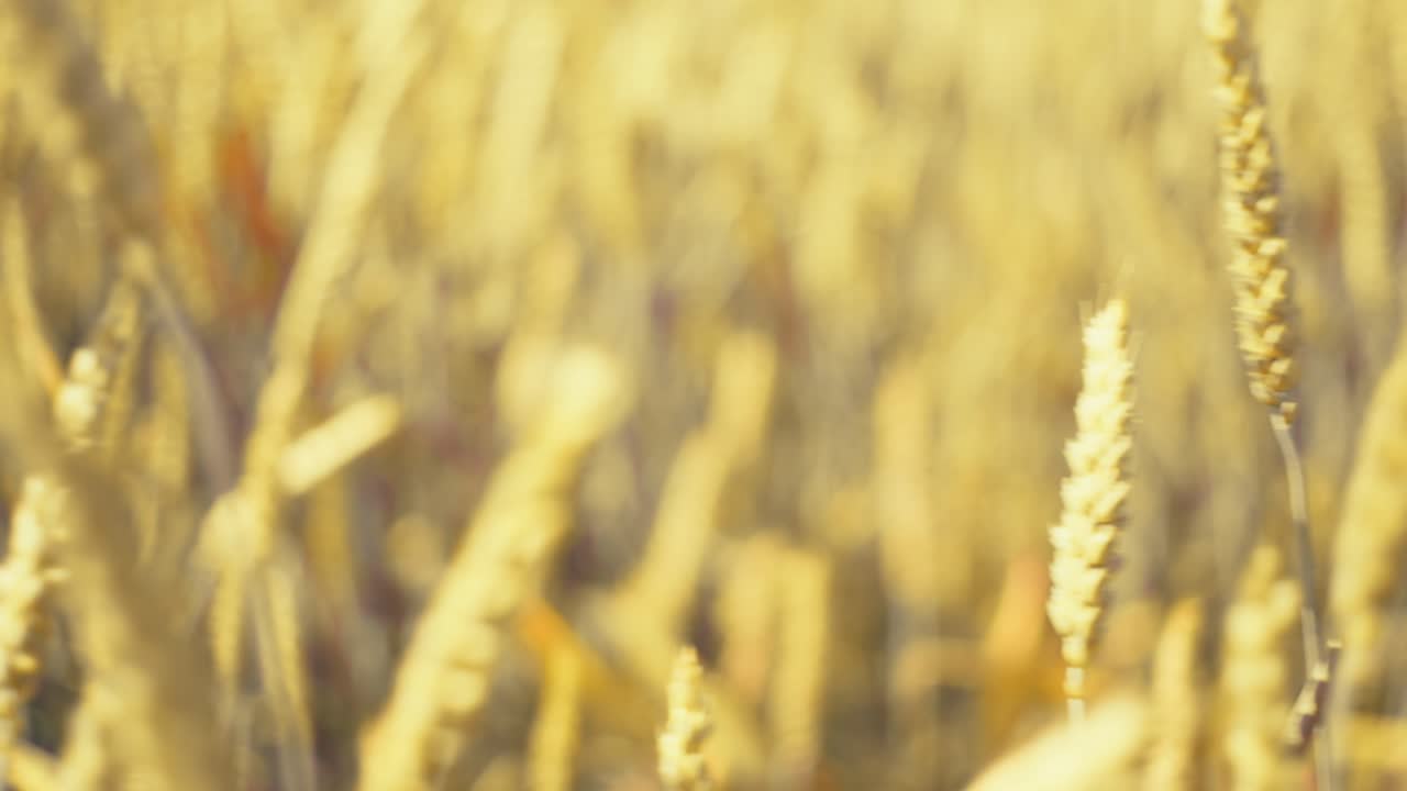 Bathed in golden light, this vast wheat field promises abundance. A serene snapshot of nature's bounty and the essence of wholesome growth.