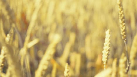 bathed in golden light, this vast wheat field promises abundance. a serene snapshot of nature's bounty and the essence of wholesome growth.