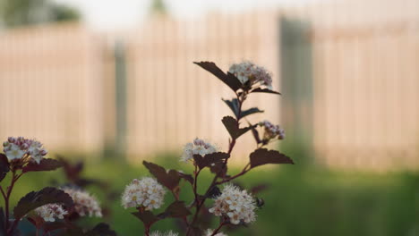 close up dark purple leaved spirea bush dotted with white pink blossom clusters in warm backlight, stamen glowing softly, tiny insect on bloom, blurred garden backdrop with passerby