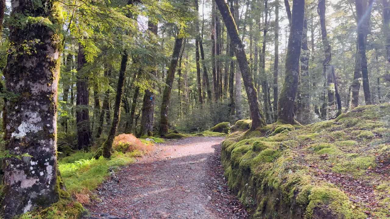 A steady camera captures a sunbeam illuminating a lush, moss-covered hiking path in a temperate New Zealand forest, with vibrant greenery and soft natural light