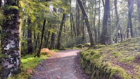 a steady camera captures a sunbeam illuminating a lush, moss-covered hiking path in a temperate new zealand forest, with vibrant greenery and soft natural light
