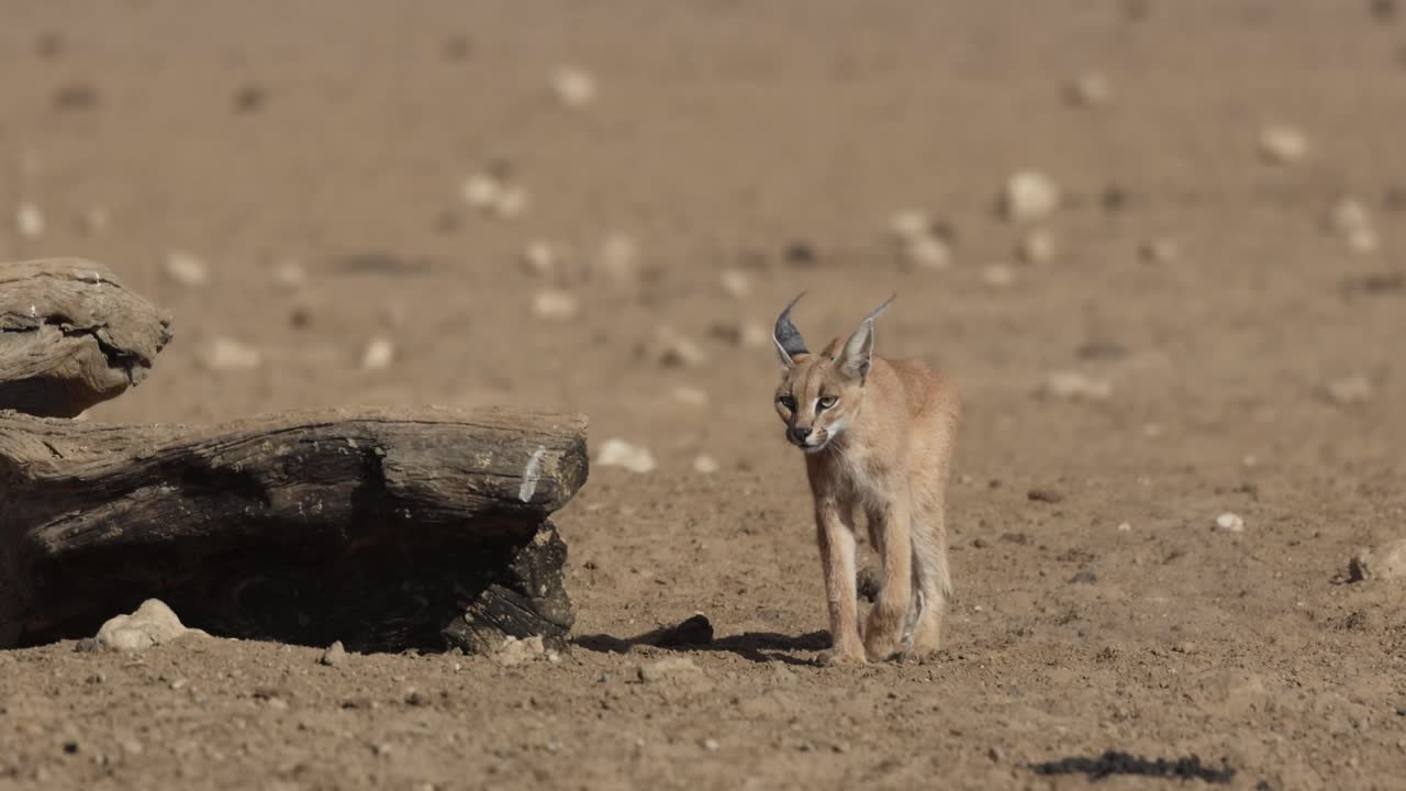 A caracal walking through dry, dusty landscape past a big tree trunk lying on the ground, Kgalagadi Transfrontier Park