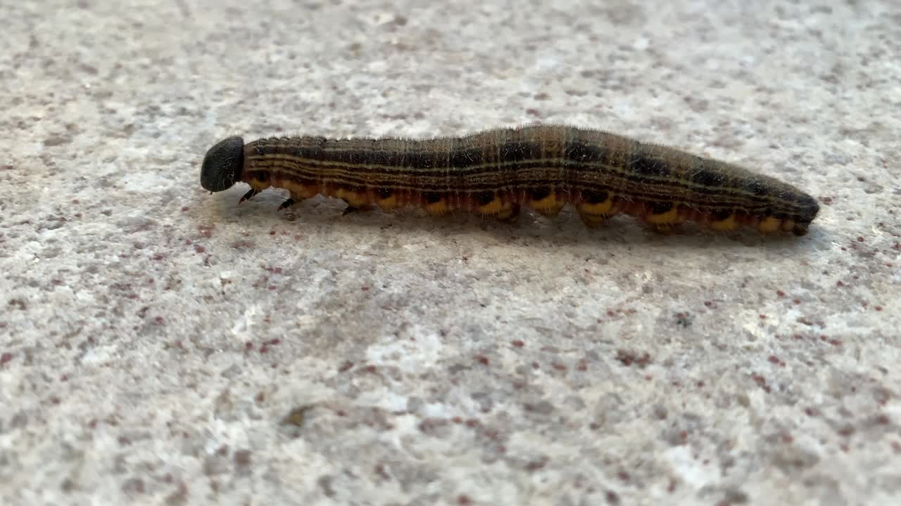 밀리피드 (millipede) - 근접한 움직이는 곤충