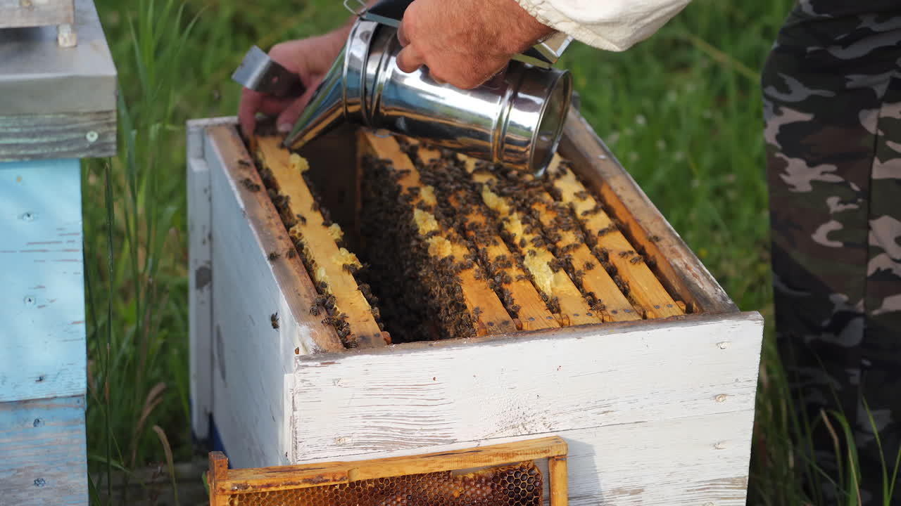 Colorful hives of bees on a meadow in summer. Hives in an apiary with bees flying to the landing boards. Apiculture. Bee smoker in beekeepers hands.