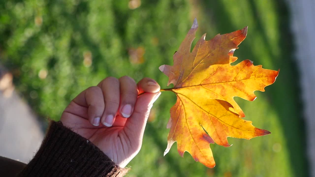 Mano che tiene una foglia autunnale colorata