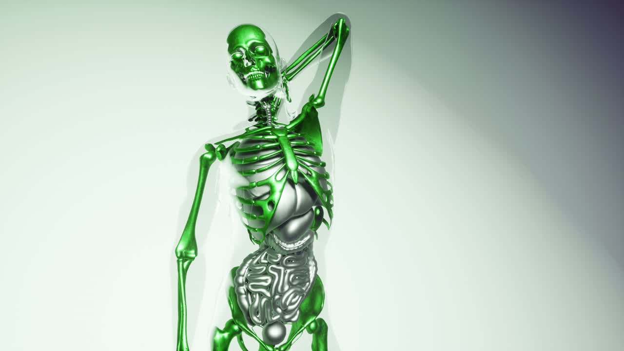 modelo de huesos de esqueleto humano con órganos