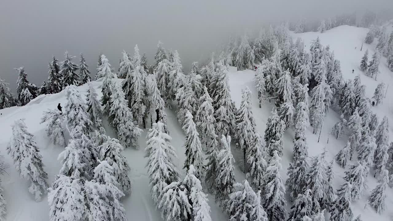 눈 덮힌 언덕을 덮고 있는 울창한 상록 가문비나무 숲이 있는 겨울의 카르파티아 산맥