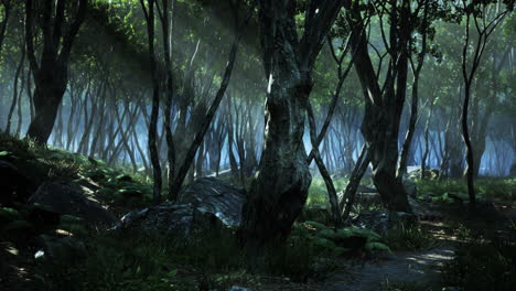 espeluznante magia mística profundo bosque