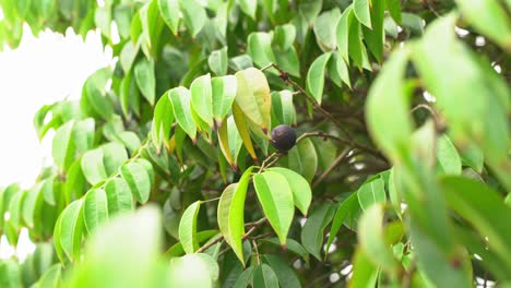 Wide beautiful shot of purple figs not yet ready for harvest