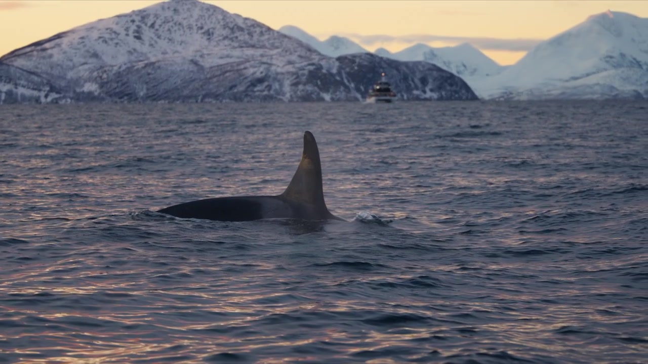 Close orca dorsal fin glistening in Arctic fjord at golden dusk, editorial