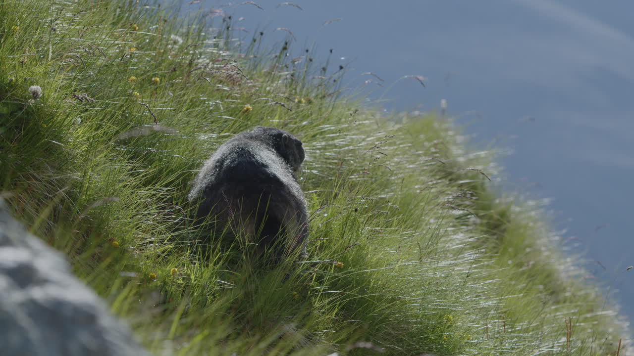 una marmota comiendo hierba en la cima de la montaña.