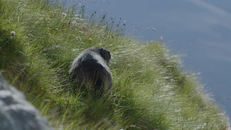 Marmot-eating-grass-on-mountain-top.