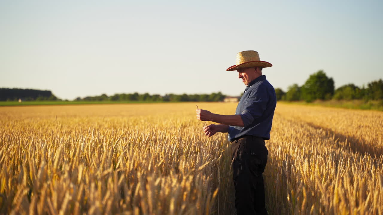 Agronomist in golden wheat field at sunset. Farmer looks at the ears of wheat. Man's hands touch the ears of wheat. The agriculturist inspects a field of ripe wheat.
