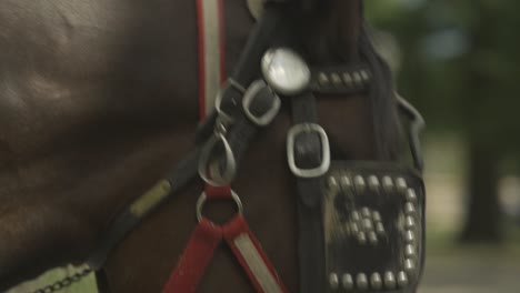 Close-up-shot-brown-horse-riding-on-Nyc-Central-Park-guided-carriage-tour,-Manhattan