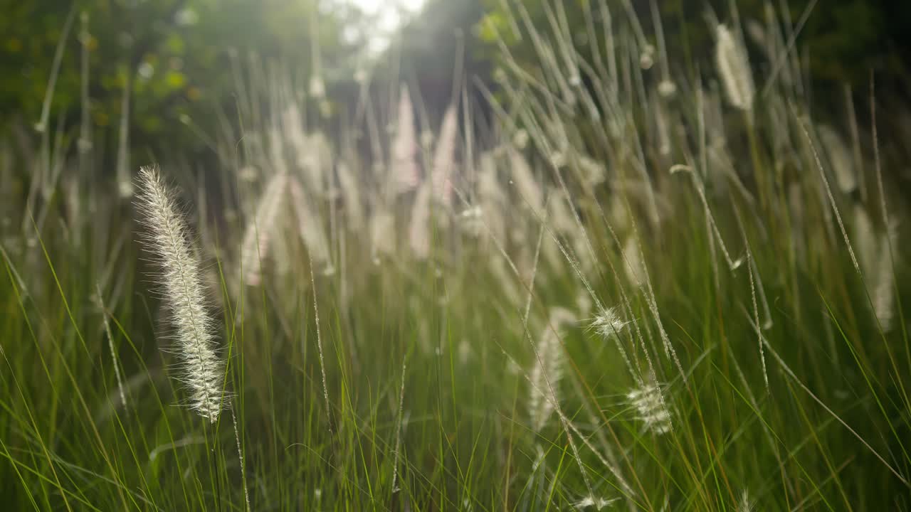 Close-up of grass swaying gently, Marrakesh, serene and calming vibe