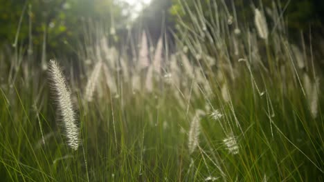 close-up of grass swaying gently, marrakesh, serene and calming vibe