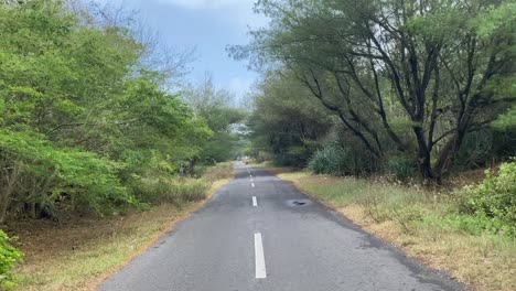 the quiet paved road between the trees was blown by the wind and the leaves were falling